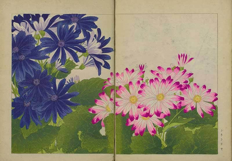 Tanigami Hironami Japanese botanical print of blue and pink cineraria flowers with daisy-like petals and green leaves.