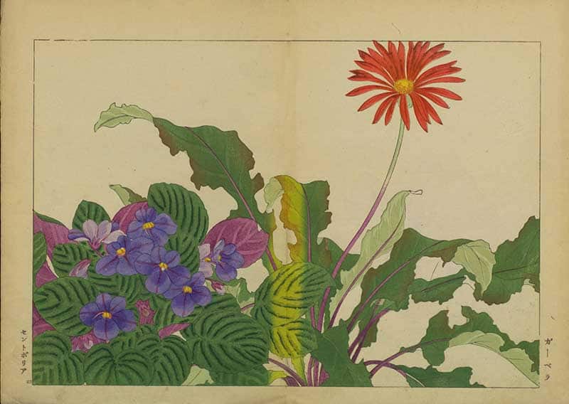 Tanigami Hironami Japanese botanical print with a red daisy-like gerbera flower, purple pansy-like blooms and bold patterned leaves.