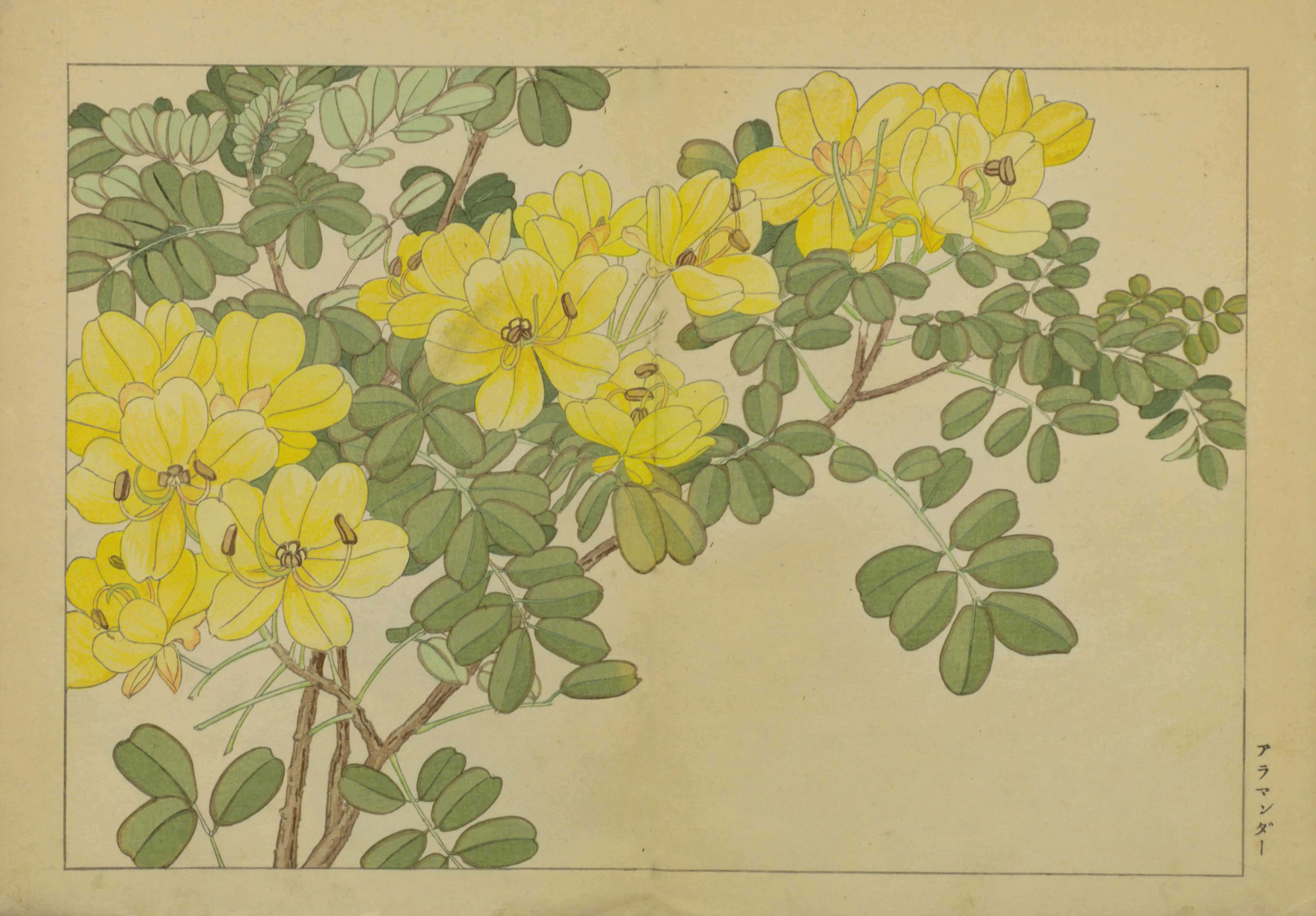 Tanigami Hironami Japanese botanical print of bright yellow senna or cassia flowers on leafy green branches.