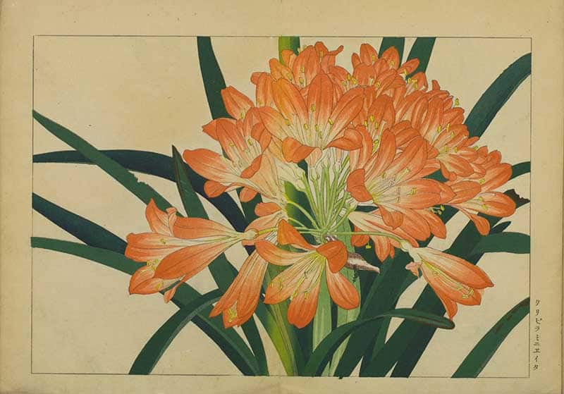 Tanigami Hironami Japanese botanical print of orange clivia, or bush lily, flowers with long dark strap-like leaves.