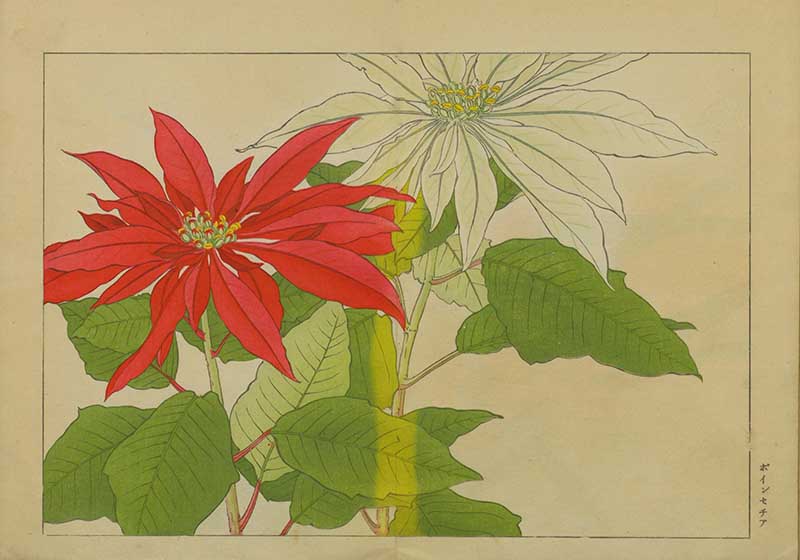 Tanigami Hironami Japanese botanical print of red and white poinsettia bracts with broad green leaves.