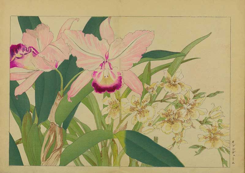 Tanigami Hironami Japanese botanical print of pale pink cattleya orchid flowers with smaller yellow orchid sprays.