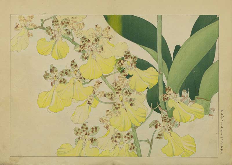 Tanigami Hironami Japanese botanical print of yellow dancing-lady orchid flowers with speckled brown markings and broad green leaves.
