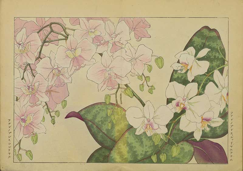 Tanigami Hironami Japanese botanical print of pink and white orchid flowers, including moth orchid-like blooms, with mottled leaves.