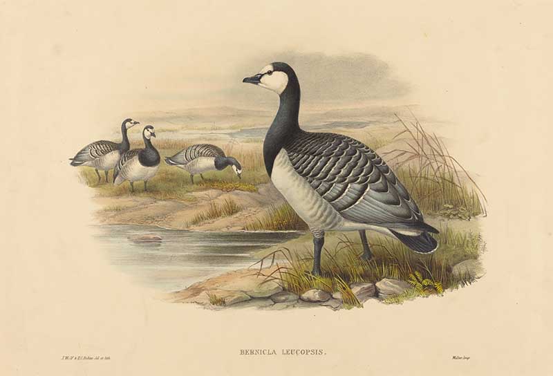 Barnacle Goose by Joseph Wolf and H.C. Richter.