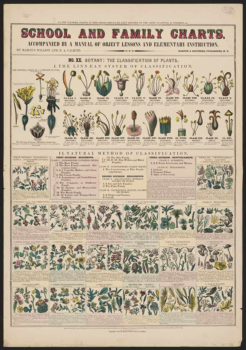Vintage School and Family Charts botanical print showing the Linnaean classification system and natural groups of flowering plants.