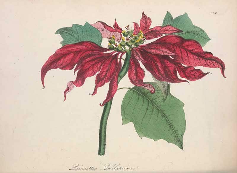 Vintage botanical illustration of a red poinsettia (Euphorbia pulcherrima) with green leaves and small central flowers, from The Floral Cabinet and Magazine of Exotic Botany by G. B. Knowles and Frederic Westcott.