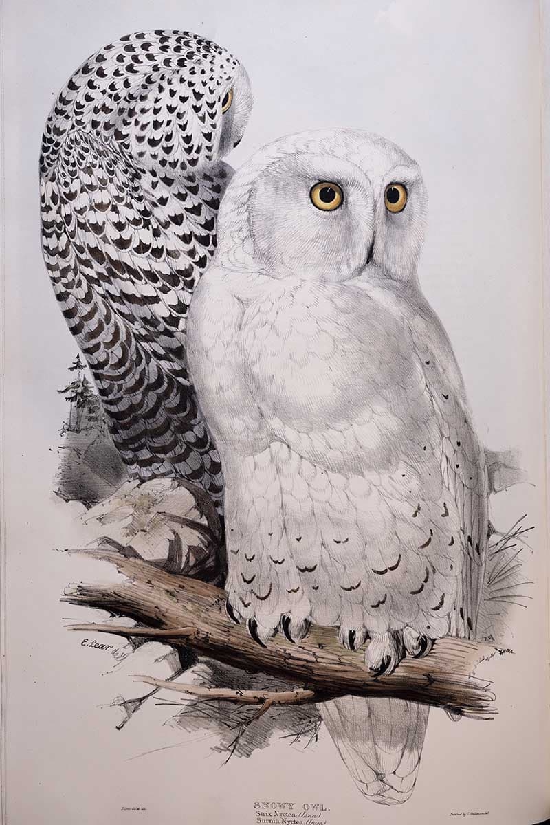 Vintage illustration of two Snowy Owls (Bubo scandiacus), one white adult and one heavily barred bird, perched on a branch — plate by John Gould and Edward Lear from The Birds of Europe.