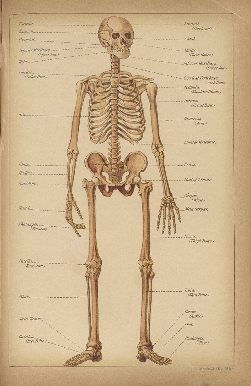 Labeled skeleton diagram from The Book of Health showing the skull, ribs, pelvis, arms, and legs