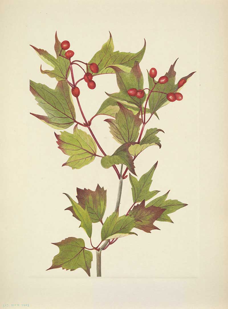 Highbush cranberry (Viburnum opulus var. americanum) branch with lobed leaves and red berries, painted by Mary Vaux Walcott for North American Wild Flowers, 1925.