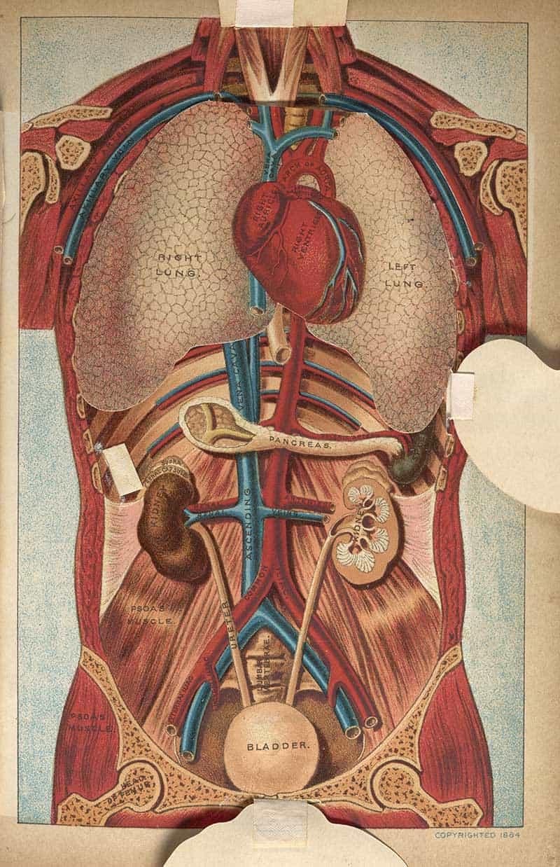 Three-dimensional anatomical diagram of the chest and abdomen with lungs, heart, kidneys, bladder, and major blood vessels