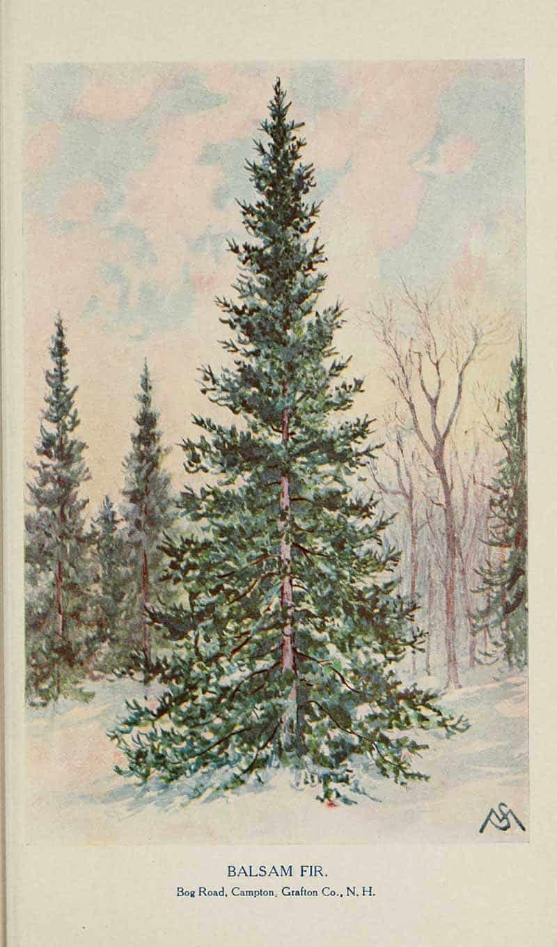 Snow-covered balsam fir (Abies balsamea) on Bog Road, Campton, New Hampshire, illustrated by F. Schuyler Mathews for Familiar Trees and Their Leaves, 1911.