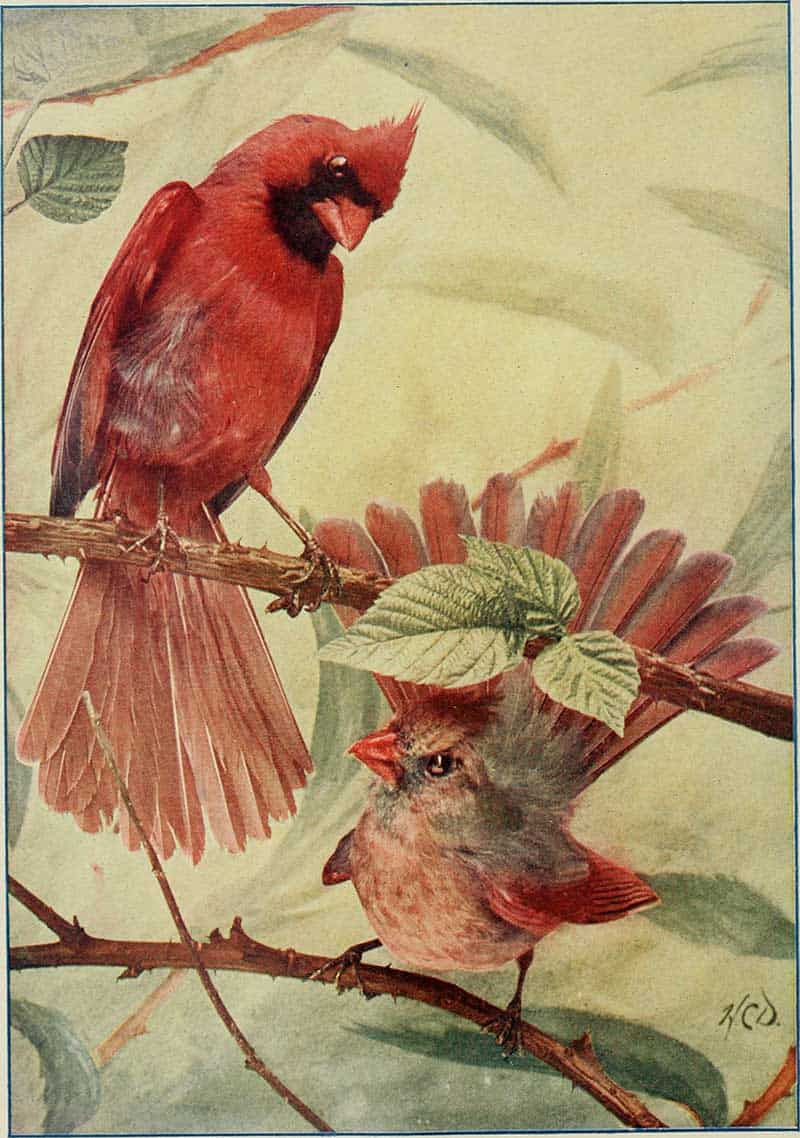 Northern Cardinal (Cardinalis cardinalis) pair, a crimson male above a brownish female- or young bird, on branches from Neltje Blanchan's Bird Neighbors: An Introductory Acquaintance.