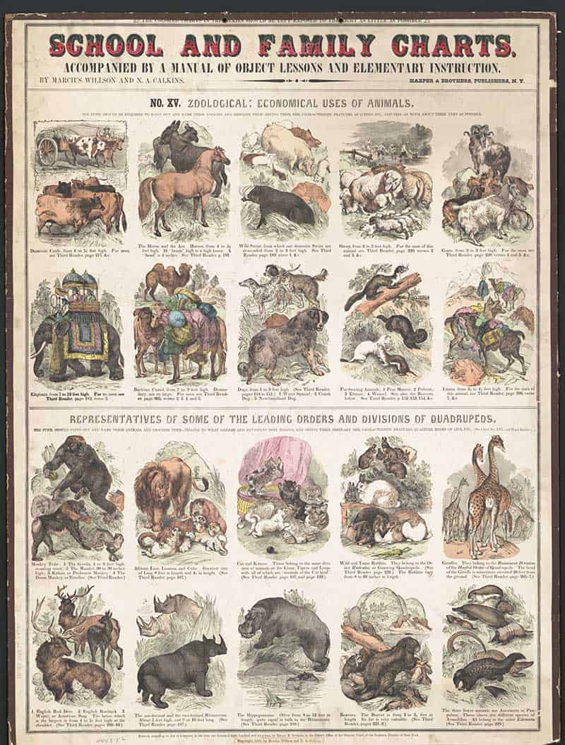 Vintage School and Family Charts zoology print showing the economical uses of animals, with cattle, horses, sheep, working animals and groups of wild quadrupeds.