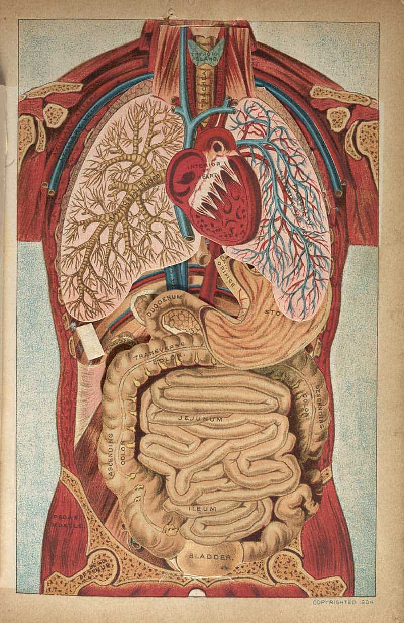 Three-dimensional anatomical diagram of the chest and abdomen showing opened lungs, heart, stomach, intestines, kidneys, and bladder