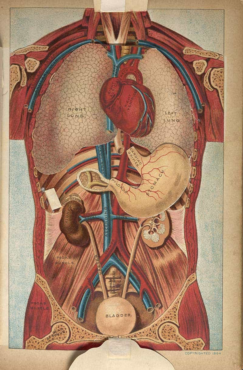Three-dimensional anatomical diagram of the chest and abdomen showing lungs, heart, stomach, kidneys, bladder, and abdominal blood vessels