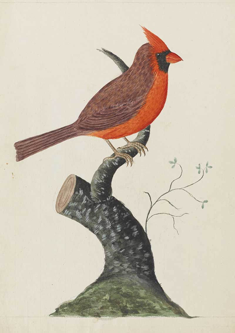 Northern Cardinal (Cardinalis cardinalis) in red plumage perched on a bare weathered stump, illustration after Ann Lee.