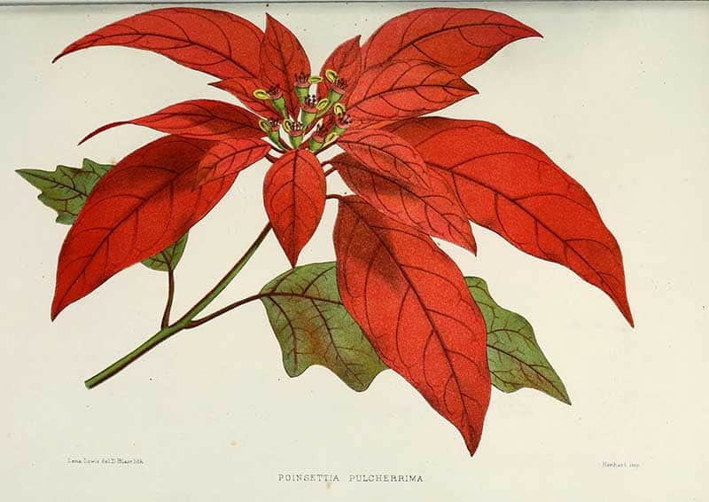 Red poinsettia (Euphorbia pulcherrima) with vivid bracts and green leaves, colour plate by Lena Lowis from Familiar Indian Flowers, 1878.