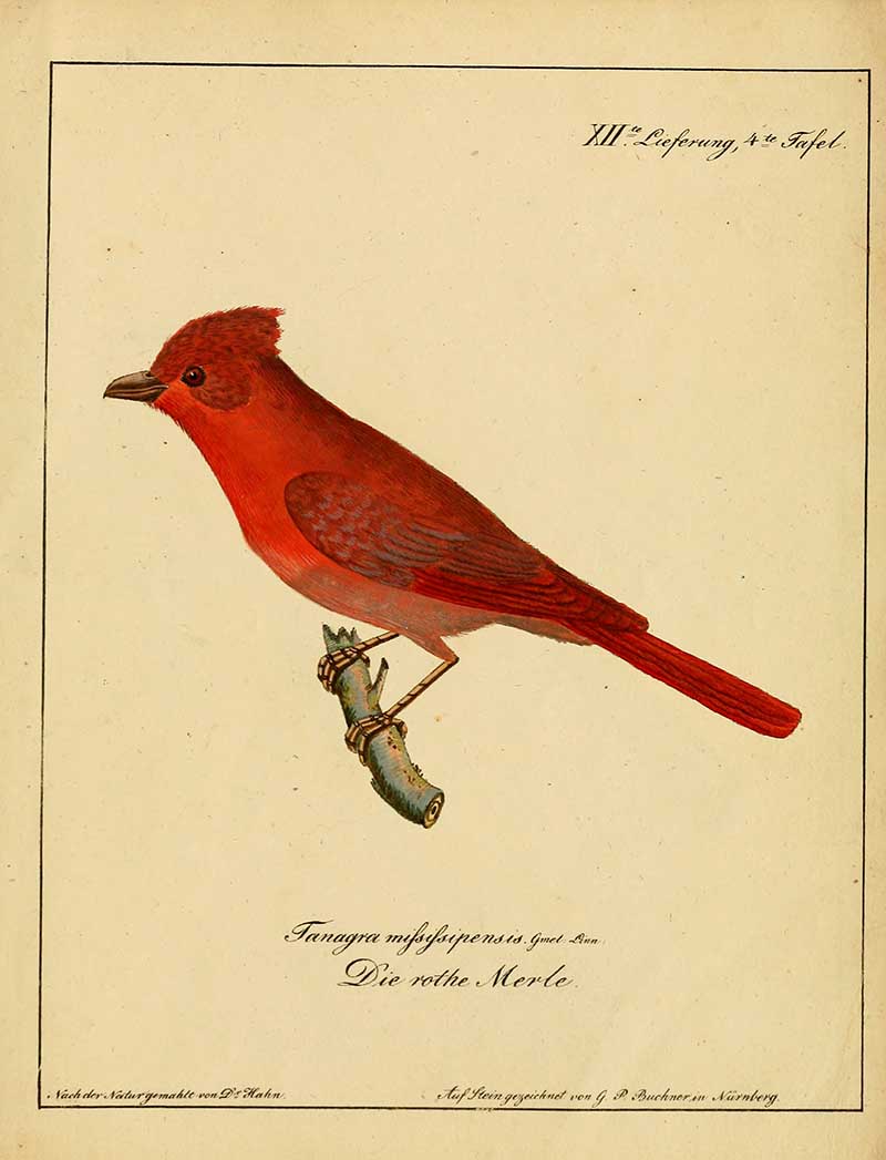 Northern Cardinal (Cardinalis cardinalis) with bright red plumage and crest on a branch — hand-coloured plate after Carl Wilhelm Hahn's Vögel aus Asien.