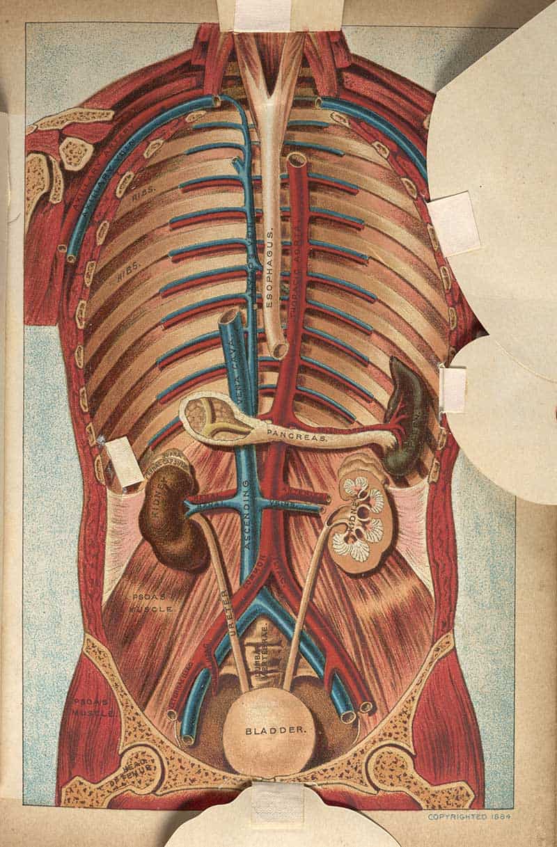Three-dimensional anatomical diagram of the chest and abdomen showing the rib cage, esophagus, pancreas, kidneys, and bladder