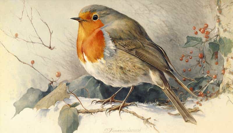 European Robin (Erithacus rubecula) resting on a snowy branch beside sprays of red holly berries, vintage Christmas card chromolithograph.