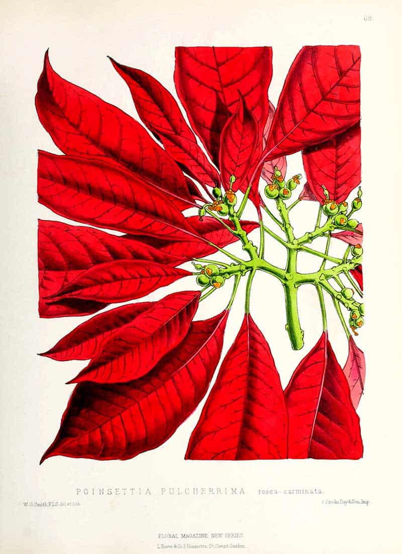 Poinsettia pulcherrima rosea-carminata with brilliant red bracts and small green flowers, Plate 68 from The Floral Magazine, New Series.