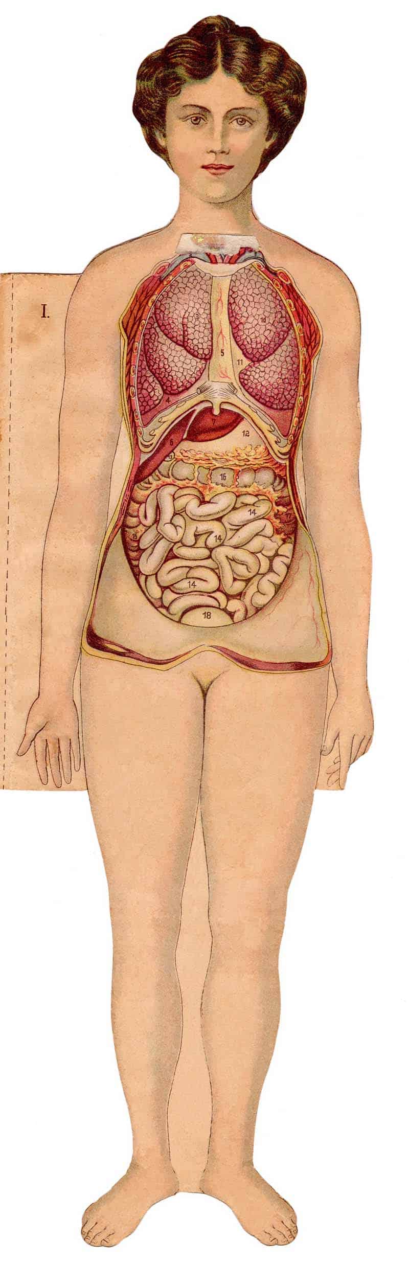 Vintage female anatomical manikin showing lungs, heart, stomach, intestines, and abdominal organs