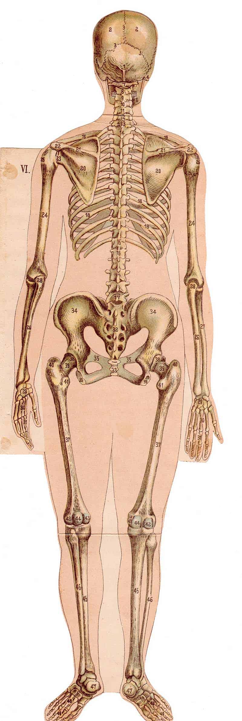 Rear skeleton anatomical plate showing the spine, ribs, pelvis, arms, and legs