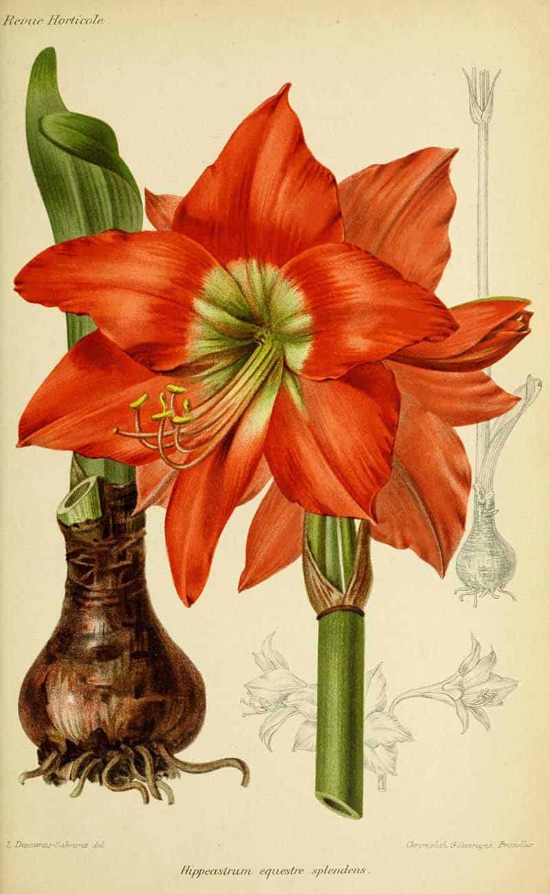 Equestrian amaryllis (Hippeastrum equestre splendens) with a red trumpet flower, bulb and botanical details, from Revue horticole.