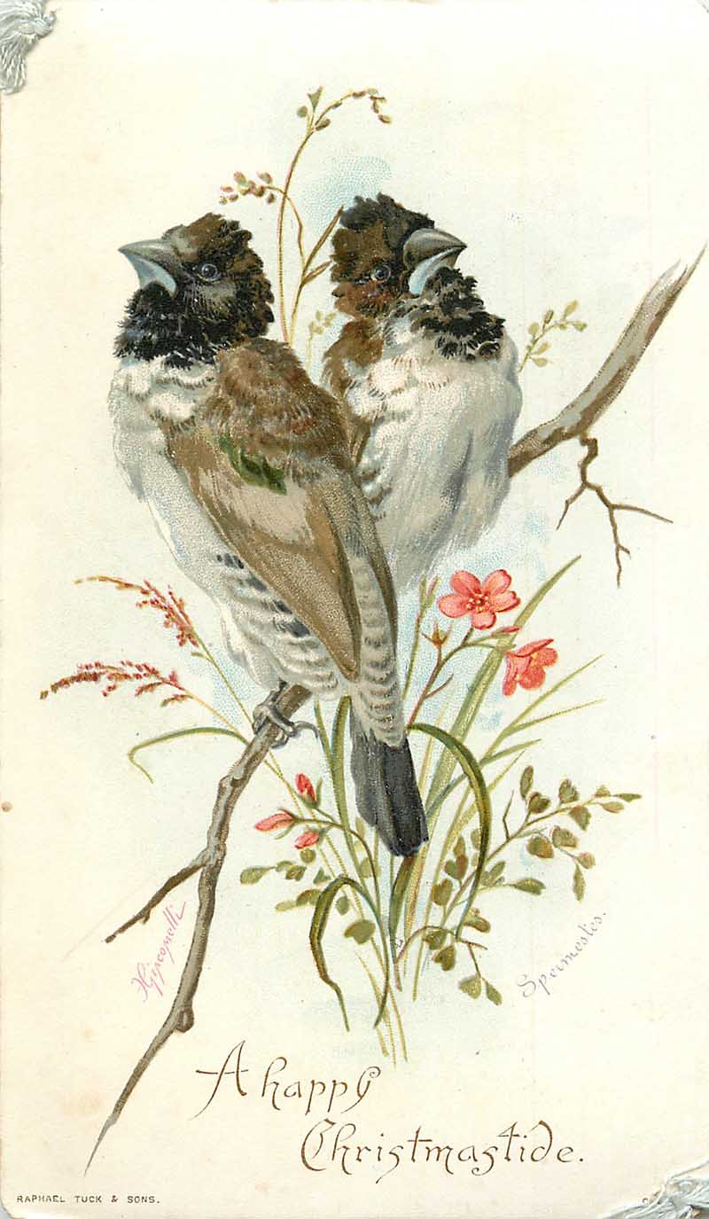 Pair of small munia/mannikin finches (Spermestes) perched on a flowering branch, vintage 'A Happy Christmas-tide' greeting card.