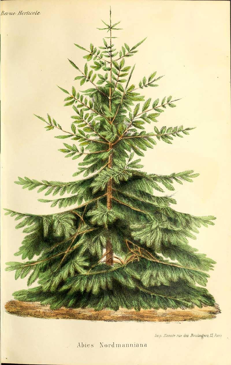Nordmann fir (Abies nordmanniana) shown as a full evergreen tree, botanical engraving from Revue horticole, 1866.