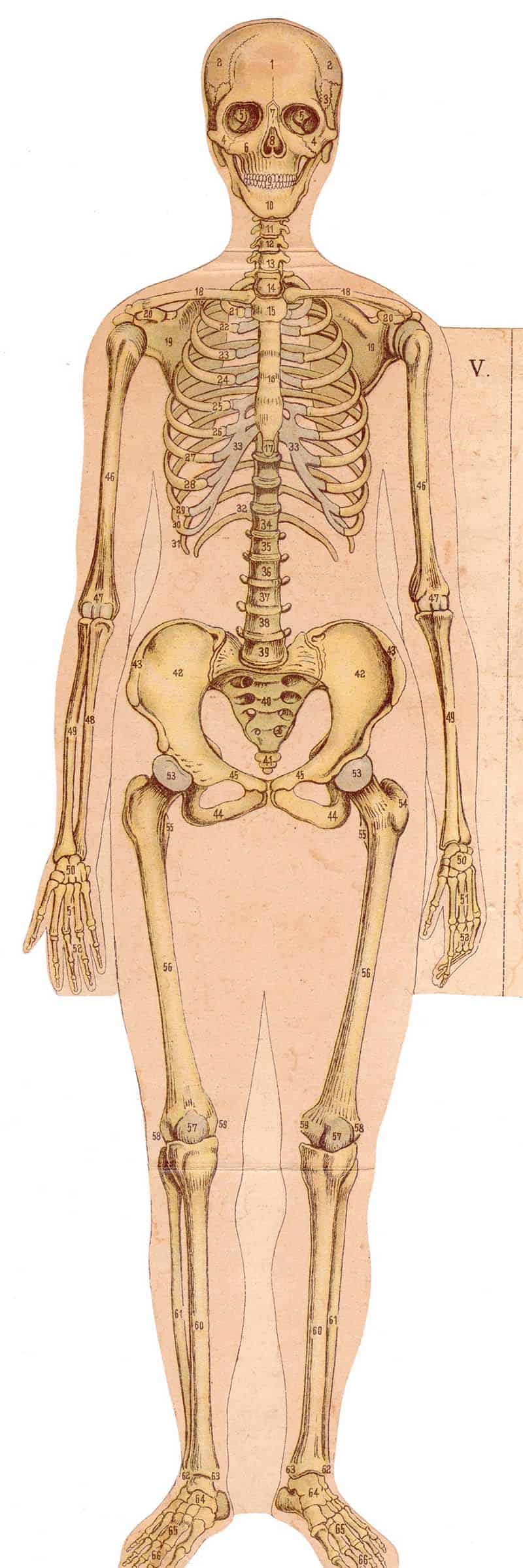 Front skeleton anatomical plate showing the skull, rib cage, spine, pelvis, arms, and legs