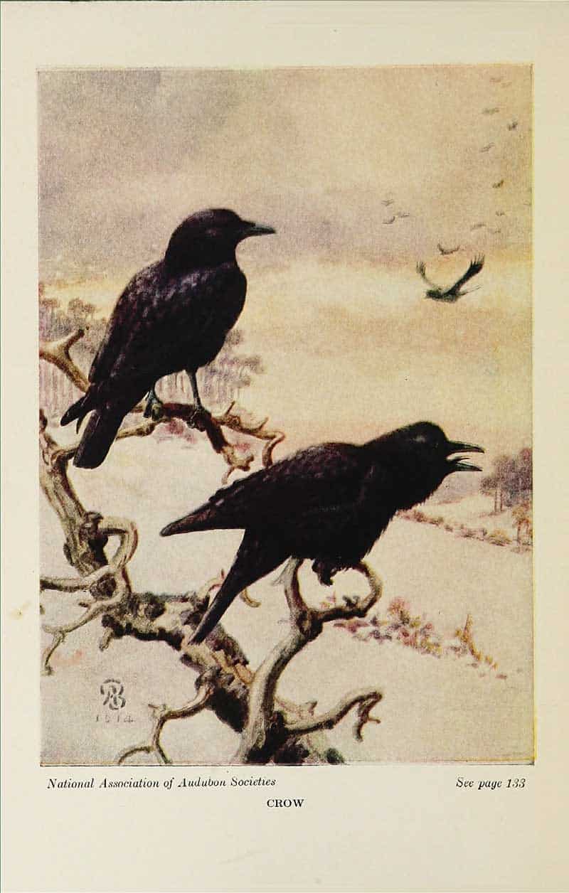 Crows (Corvus species) in a snowy winter landscape, illustration from Neltje Blanchan's Birds Worth Knowing (National Association of Audubon Societies).