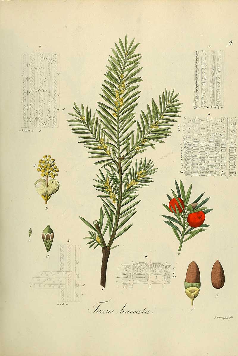 European yew (Taxus baccata) branch with red aril, flowers, seeds and anatomical details, from Deutschlands Flora in Abbildungen nach der Natur.