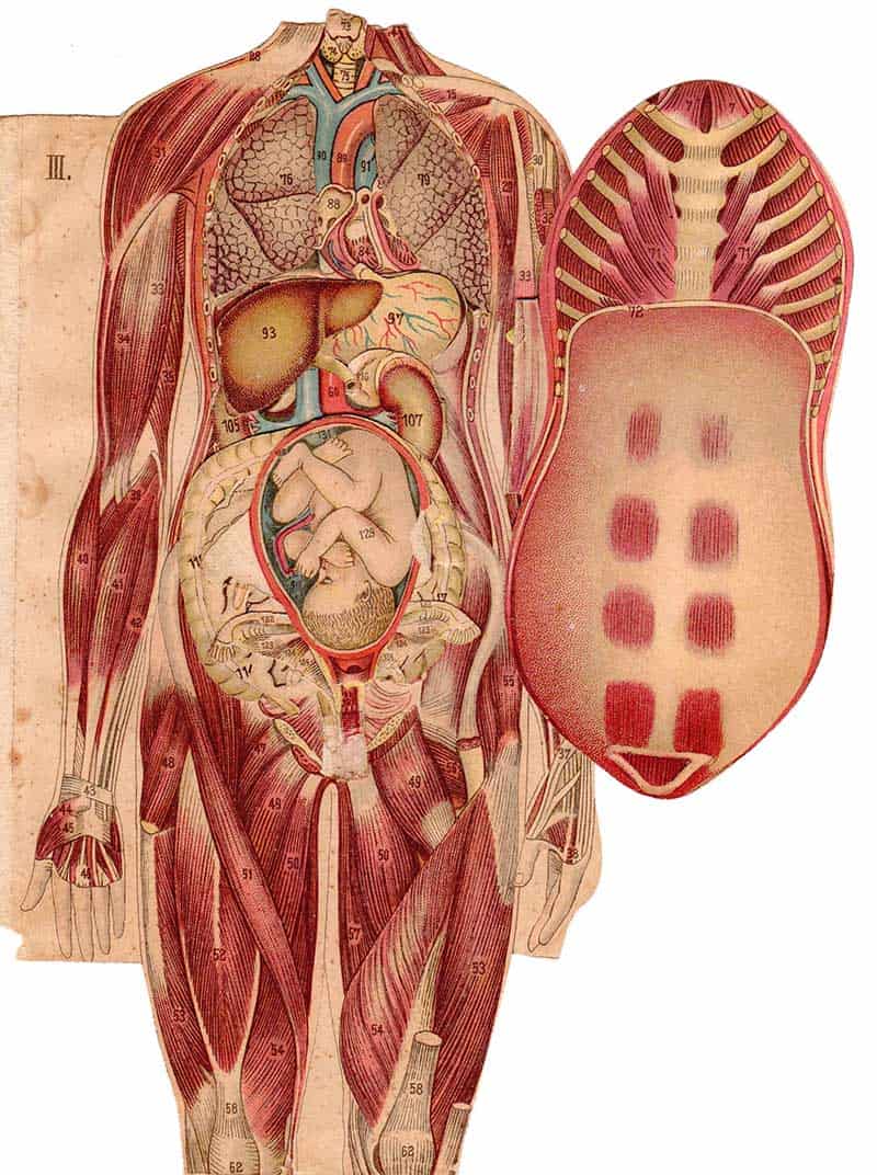 Pregnant woman anatomical plate showing a fetus in the uterus with surrounding chest, abdominal, and pelvic organs