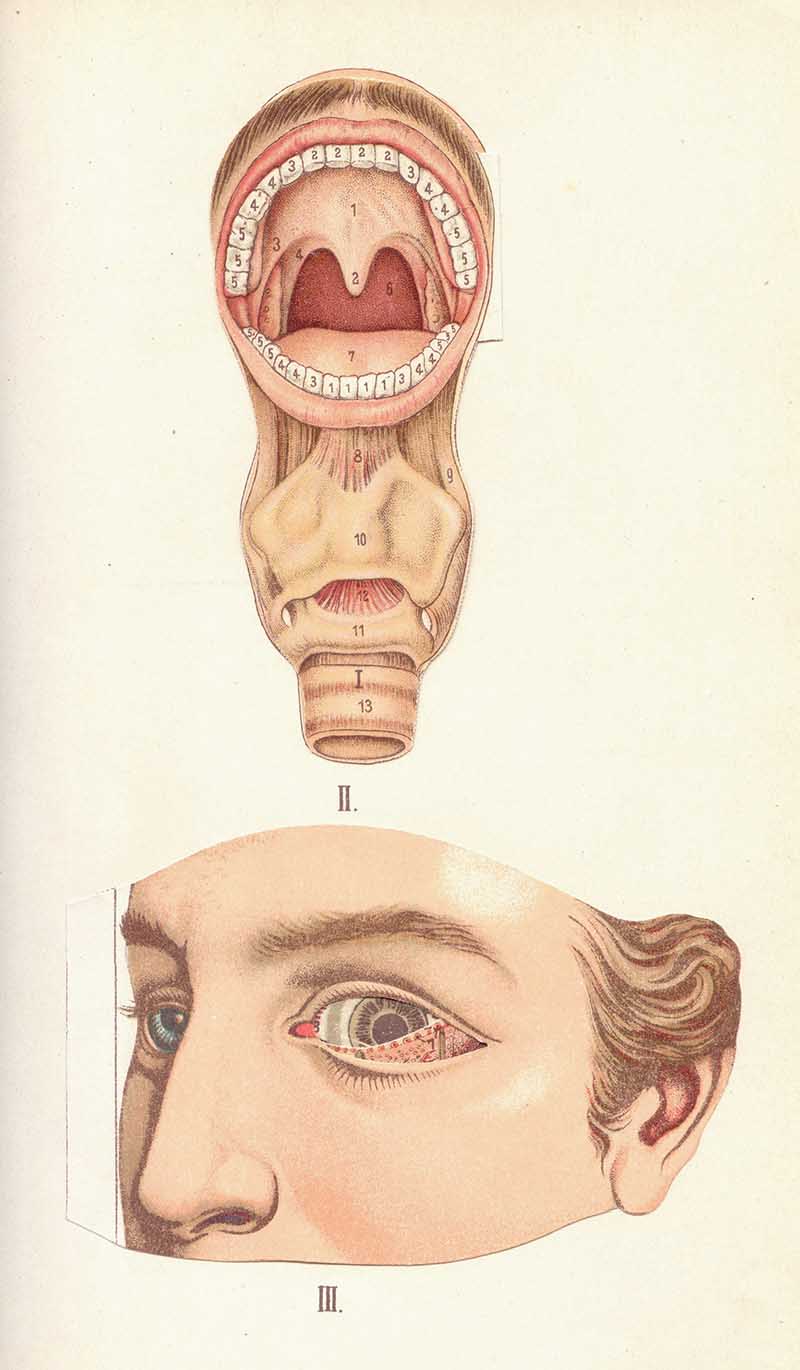 Atlas of Anatomie plate showing a man's open mouth, numbered teeth, eye, and facial features