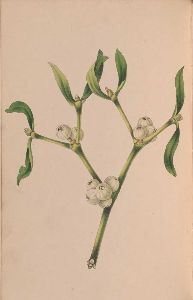 European mistletoe (Viscum album) branch with paired green leaves and white berries, botanical study associated with John Stevens Henslow; original publication not confirmed.