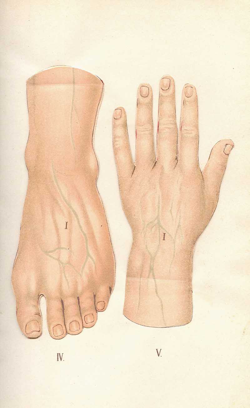 Atlas of Anatomie plate showing the veins of a hand and foot