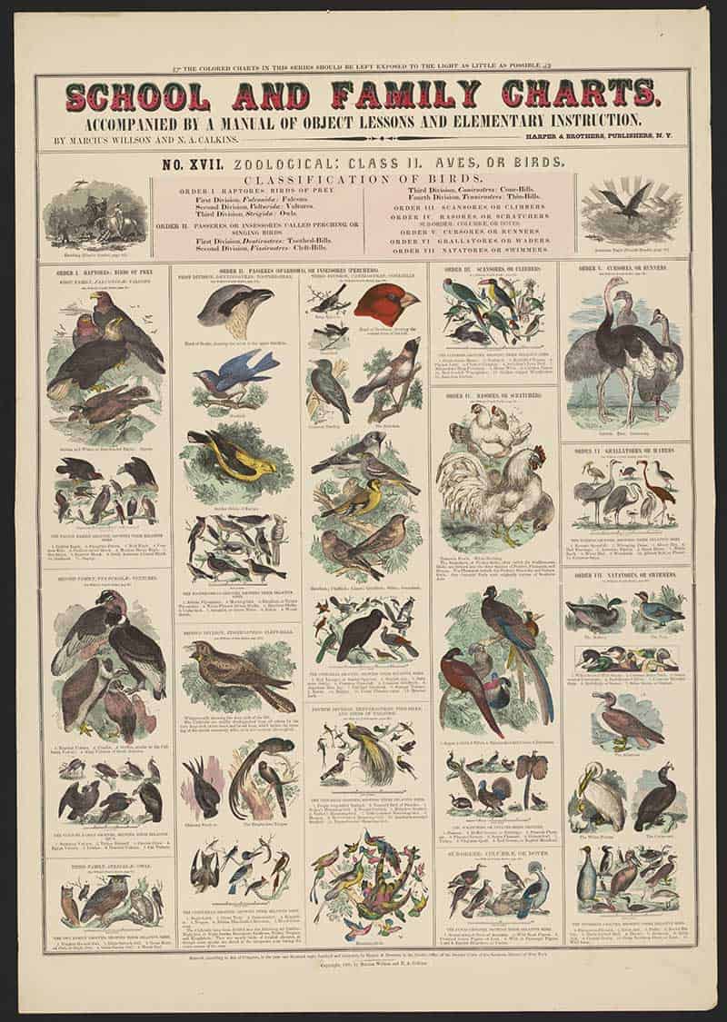 Vintage School and Family Charts zoology print classifying birds, with illustrated eagles, vultures, songbirds, waders, parrots and waterfowl.