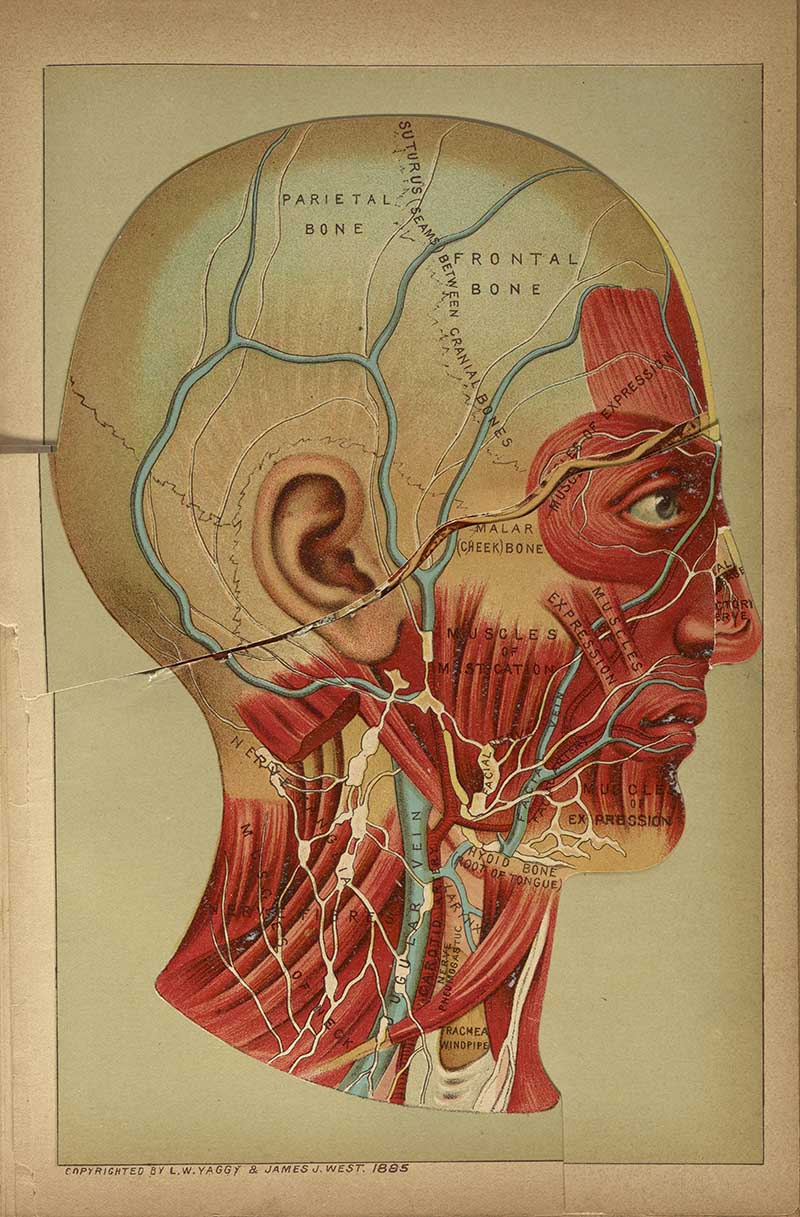 Side view anatomical head plate showing skull bones, facial muscles, blood vessels, and nerves