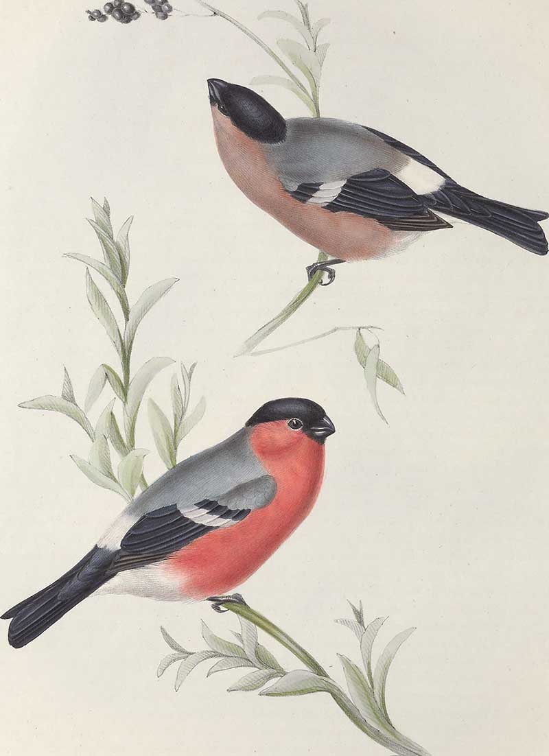 Pair of Eurasian Bullfinches (Pyrrhula pyrrhula), a rose-red male above a brown female, clinging to a leafy bramble branch, from John Gould's The Birds of Europe.