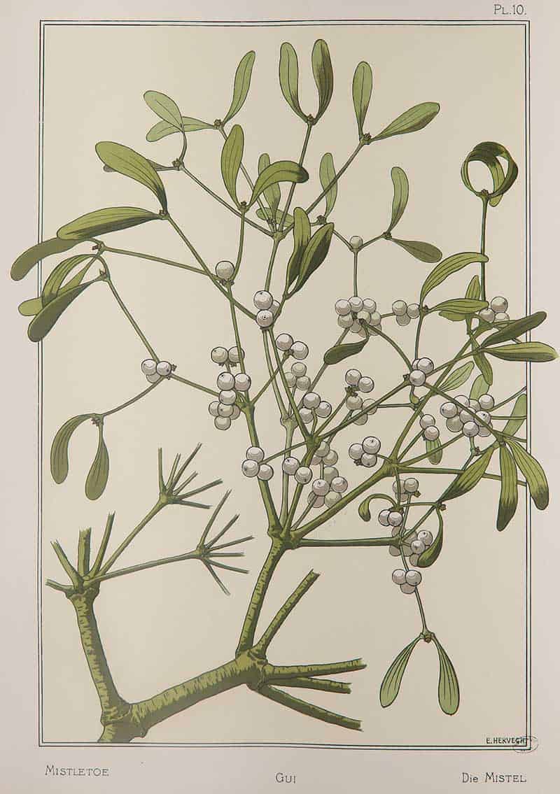 European mistletoe (Viscum album) branch with white berries and narrow green leaves, Plate 10 by E. Hervegh from La plante et ses applications ornementales.