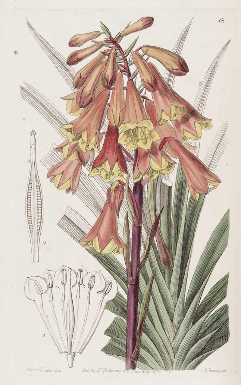 Tasmanian Christmas bells (Blandfordia punicea) with clusters of red and yellow tubular flowers, from Edwards's Botanical Register, volume 31, 1845.