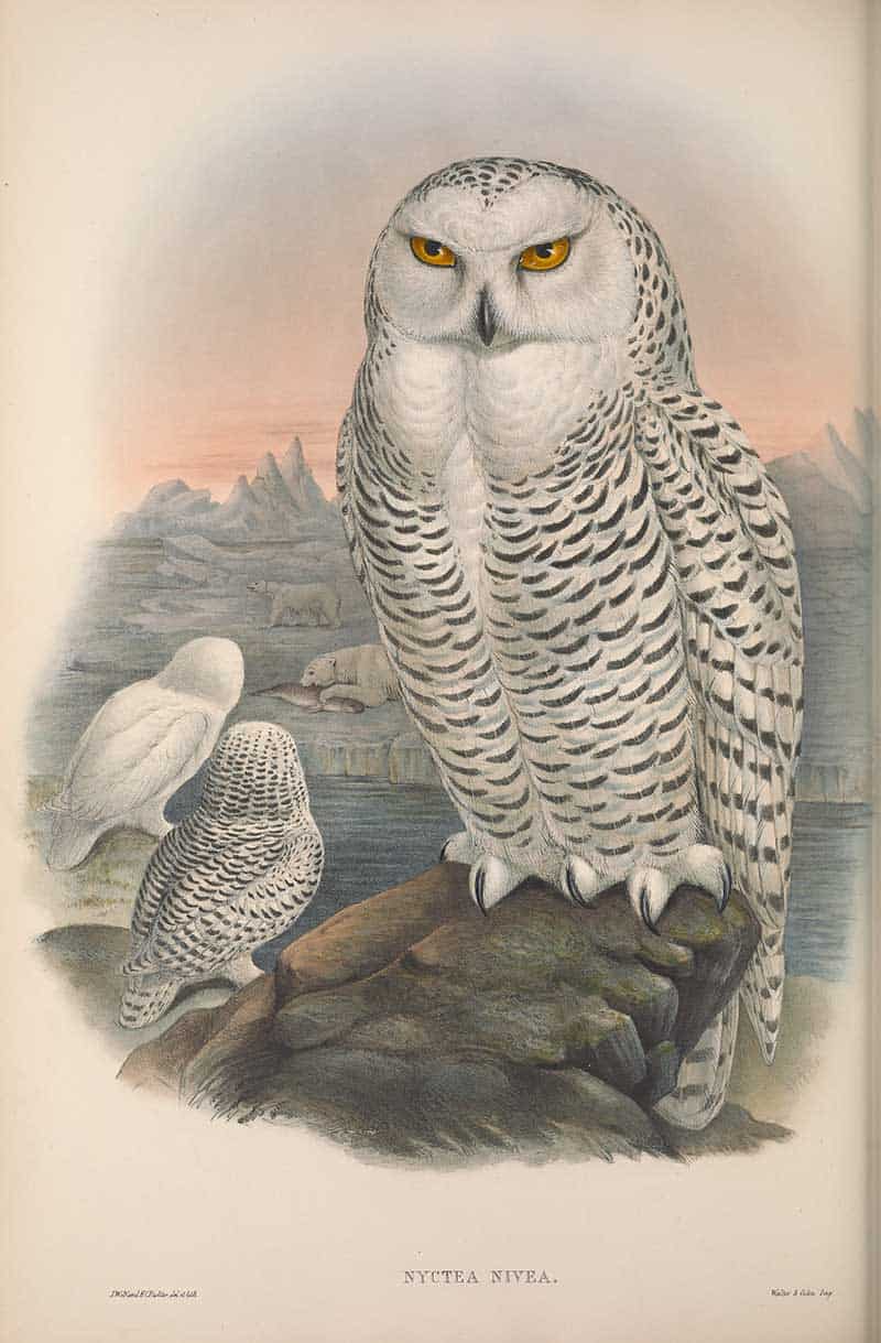 Snowy Owl (Nyctea scandiaca) standing on a rock beside two other owls on a snowy shore, plate from John Gould's The Birds of Great Britain.