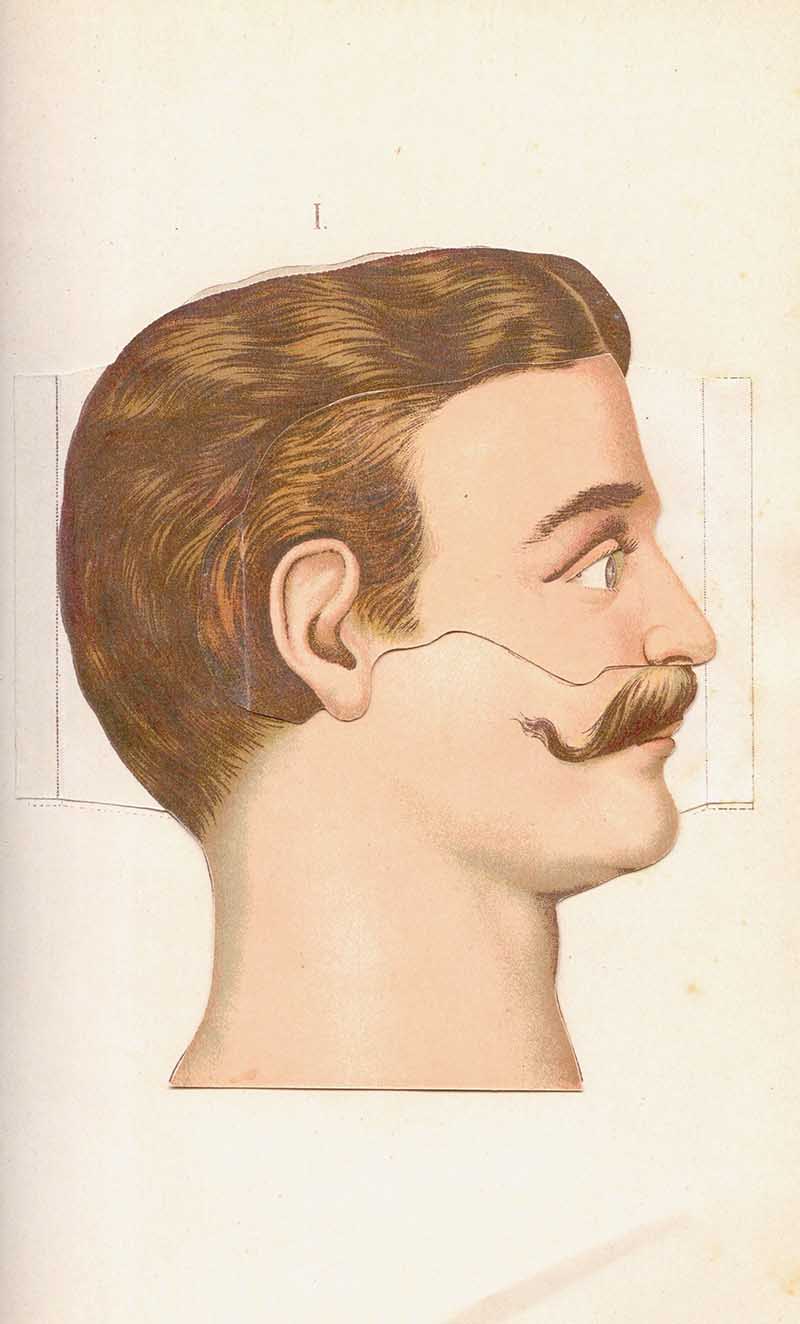 Atlas of Anatomie plate showing a side view of a man's head with ear, hair, and moustache