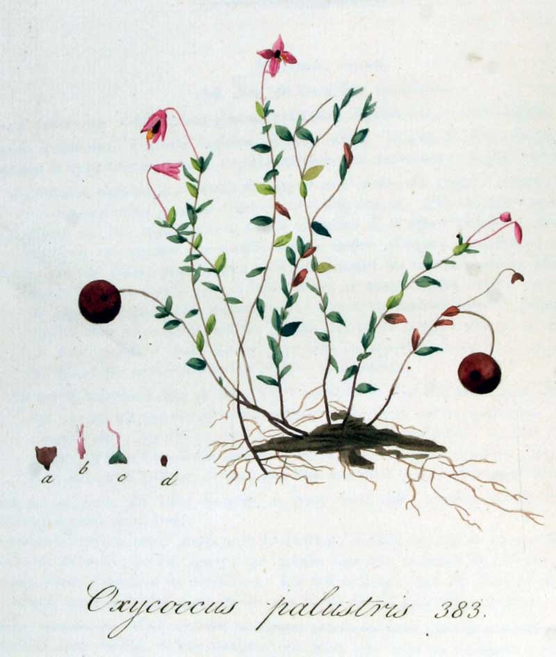 Small cranberry (Vaccinium oxycoccos, historically Oxycoccus palustris) with pink flowers, red berries, roots and flower details, Plate 383 from Flora Batava.