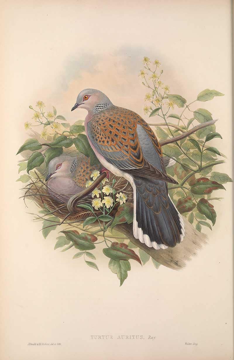 Turtle Dove (Streptopelia turtur) with a chick in a leafy nest, plate from John Gould's The Birds of Great Britain.