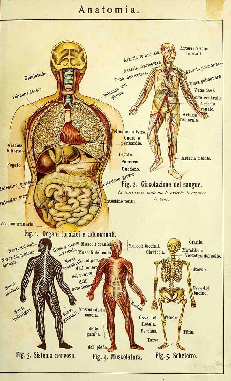Italian natural health anatomy plate showing thoracic and abdominal organs, blood circulation, nervous system, muscles, and skeleton