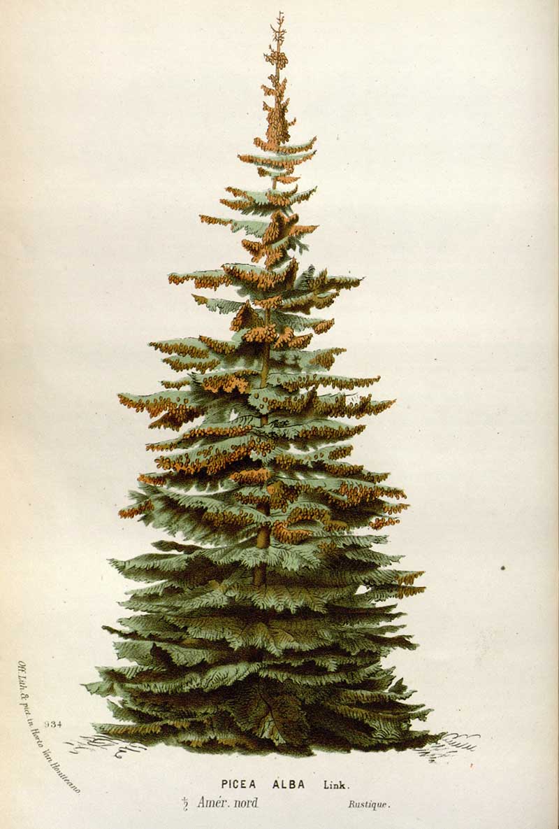 White spruce (Picea glauca, historically Picea alba) shown as a full conifer, Plate 934 from Louis van Houtte's Flore des Serres et des Jardins de l'Europe.