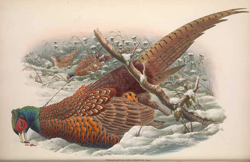 Common Pheasant (Phasianus colchicus) cock bird with wings spread in a snowy landscape, plate from John Gould's The Birds of Great Britain.